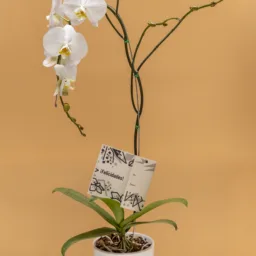 Orquídea Blanca Pureza en Cascada