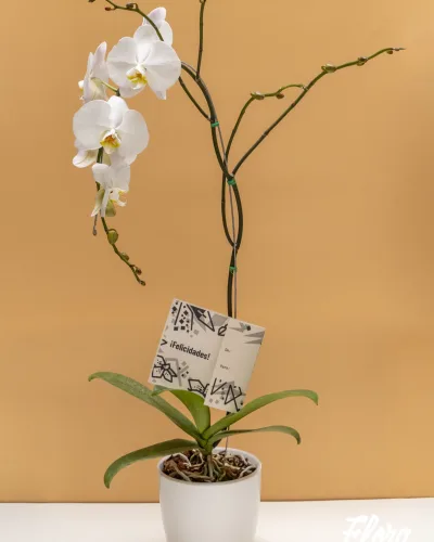 Orquídea Blanca Pureza en Cascada