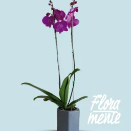 Orquídea Morada Mística