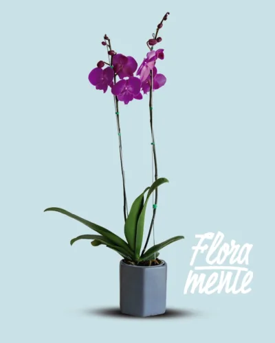 Orquídea Morada Mística Laurie