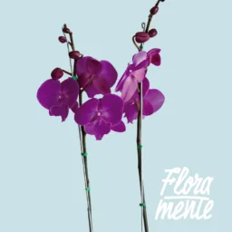 Orquídea Morada Mística