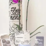 Orquídea una vara + trufas x6