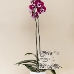 Orquídea Morada Misterio 2 varas