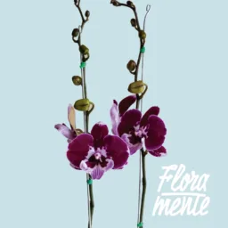 Orquídea Morada Misterio 2 varas