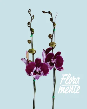 Orquídea Morada Misterio  2 varas