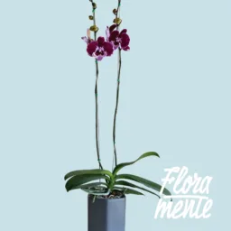 Orquídea Morada Misterio 2 varas