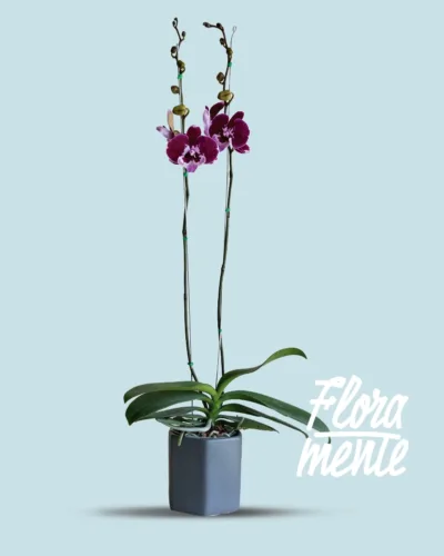 Orquídea Morada Misterio  2 varas