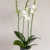 Orquídea Blanca Sogo Perla