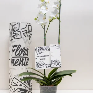 Orquídea MINI + matera cerámica Reserva Whatsapp