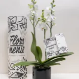 Orquídea Blanca Sogo Perla