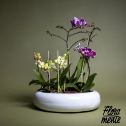 Bosque orquídeas