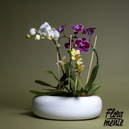 Mini bosque de orquídeas Whatsapp