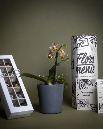 Orquídeas Mini para Empresas