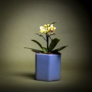 Orquídea bebé en matera de cerámica Floramente