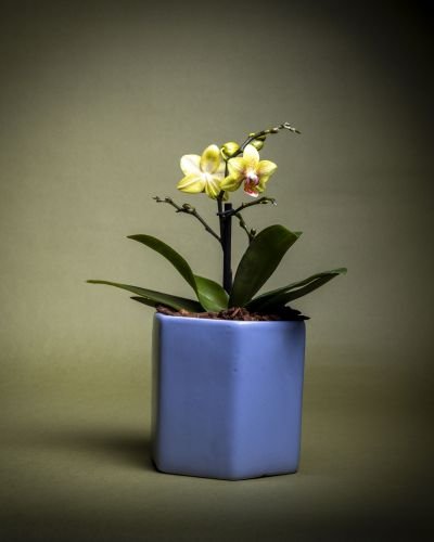 Orquídea bebé  en matera de cerámica Floramente