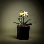 Orquídea bebé en matera de cerámica Floramente