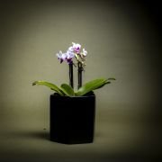 Orquídea bebé en matera de cerámica Floramente