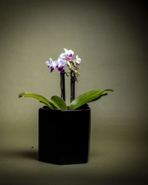 Orquídea bebé  en matera de cerámica Floramente