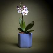 Orquídea bebé en matera de cerámica Floramente