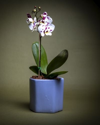 Orquídeas Mini para Empresas