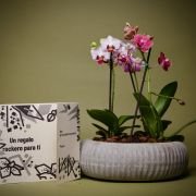 Mini bosque de orquídeas Whatsapp