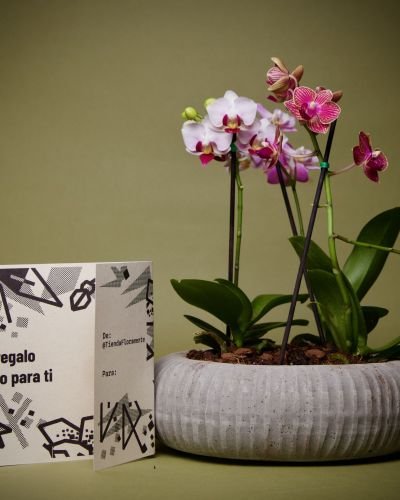 Mini bosque de orquídeas Gris Roma