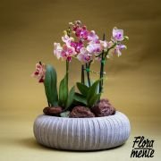 Mini bosque de orquídeas Whatsapp