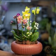 Mini bosque de orquídeas Whatsapp