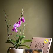 Orquídea Phalaenopsis Floramente + Calendario 2026 BugParche