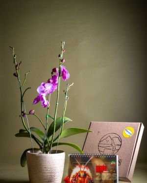 Orquídea Phalaenopsis Floramente + Calendario 2026 BugParche