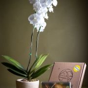 Orquídea Phalaenopsis Floramente + Calendario 2026 BugParche