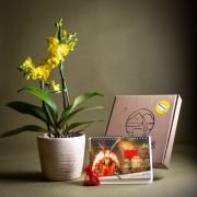 Orquídea Phalaenopsis Floramente + Calendario 2026 BugParche