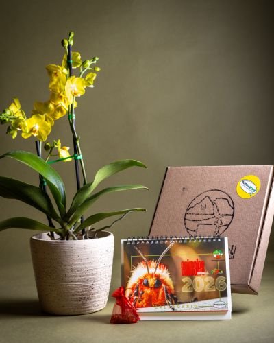 Orquídea Phalaenopsis Floramente + Calendario 2026 BugParche