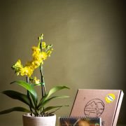 Orquídea Phalaenopsis Floramente + Calendario 2026 BugParche