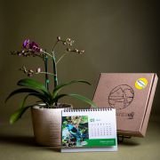 Orquídea Phalaenopsis Floramente + Calendario 2026 BugParche