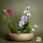 Bosque orquídeas