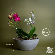 Mini bosque de orquídeas Matera Cemento