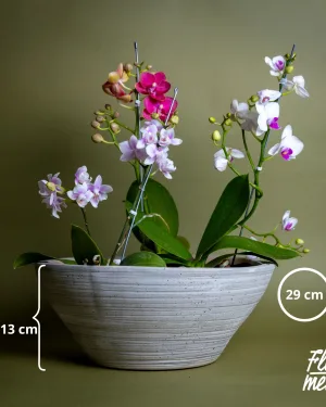 Bosque orquídeas en matera cemento
