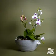 Mini bosque de orquídeas Matera Cemento