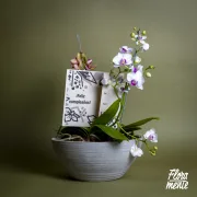 Mini bosque de orquídeas Matera Cemento