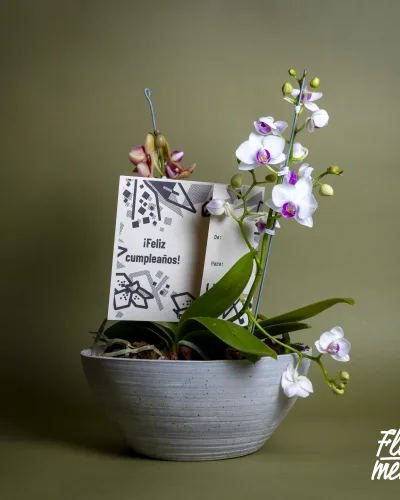 Mini bosque de orquídeas Matera Cemento