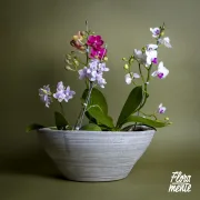 Bosque orquídeas en matera cemento