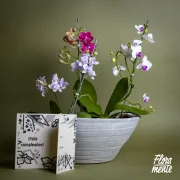 Bosque orquídeas en matera cemento