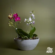 Mini bosque de orquídeas Matera Cemento