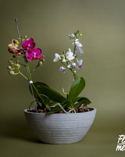 Mini bosque de orquídeas Matera Cemento